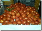 can fresh tomatoes