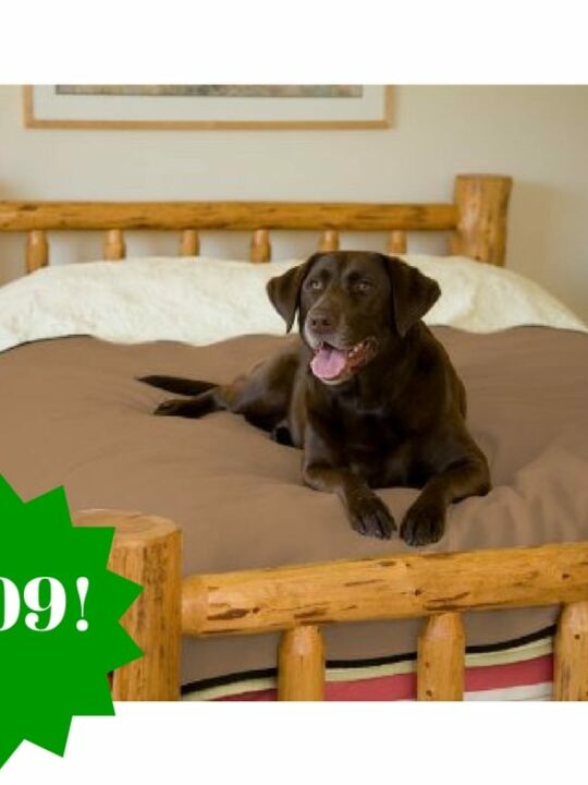 Dollar Tree FREE Breathe Right Nasal Strips