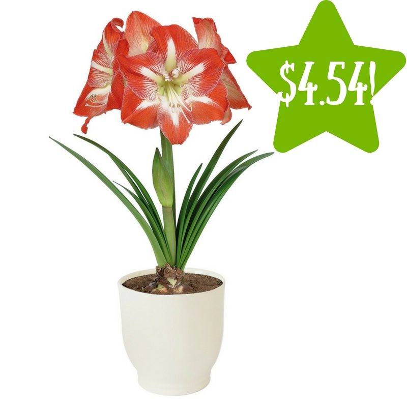 Target: Red/White Amaryllis Grow Kit Only $4.54 (Reg. $13) 