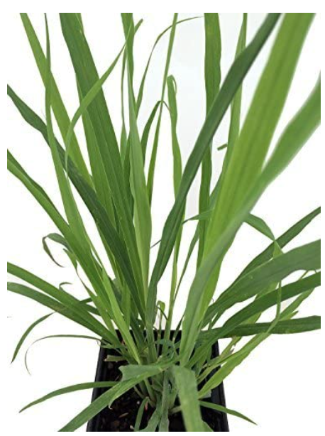 Lemongrass Plant