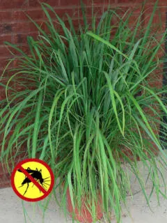 Mosquito Grass Plant