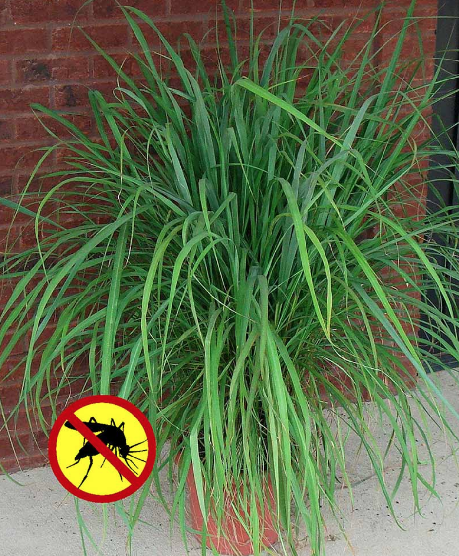 Mosquito Grass Plant